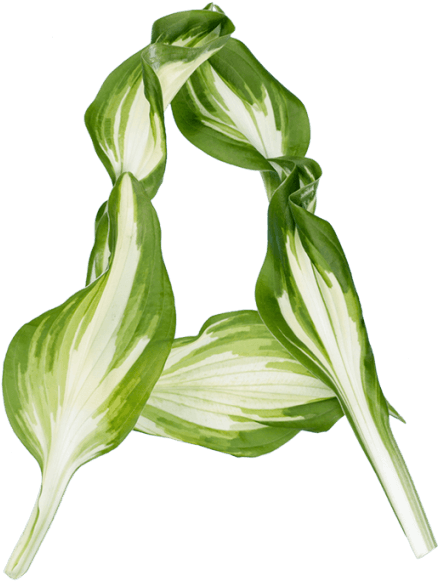 Pipal Leaves Font - Illustration (595x595), Png Download