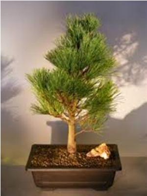 Bougainvillea Bonsai Tree - Sageretia Theezans (640x480), Png Download
