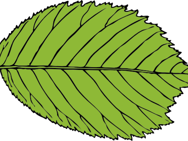Leaf Clipart Beech Tree - Leaf Clip Art (640x480), Png Download
