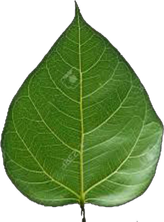 Resize - Buttonbush (609x800), Png Download