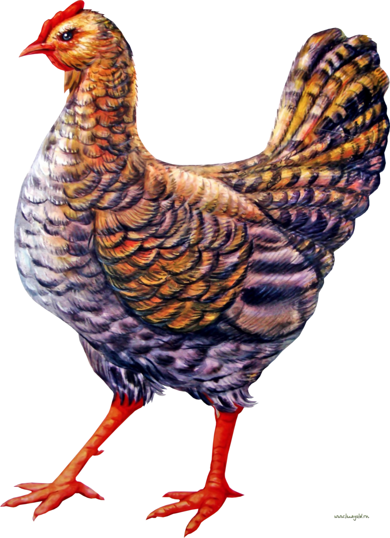 Chicken Png Image, Download Png Image With Transparent - Курица Рисунок Png (800x1104), Png Download