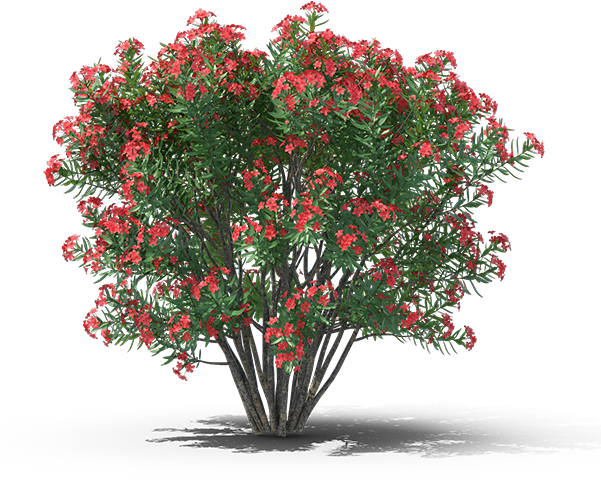 Product Item - Bougainvillea (600x600), Png Download