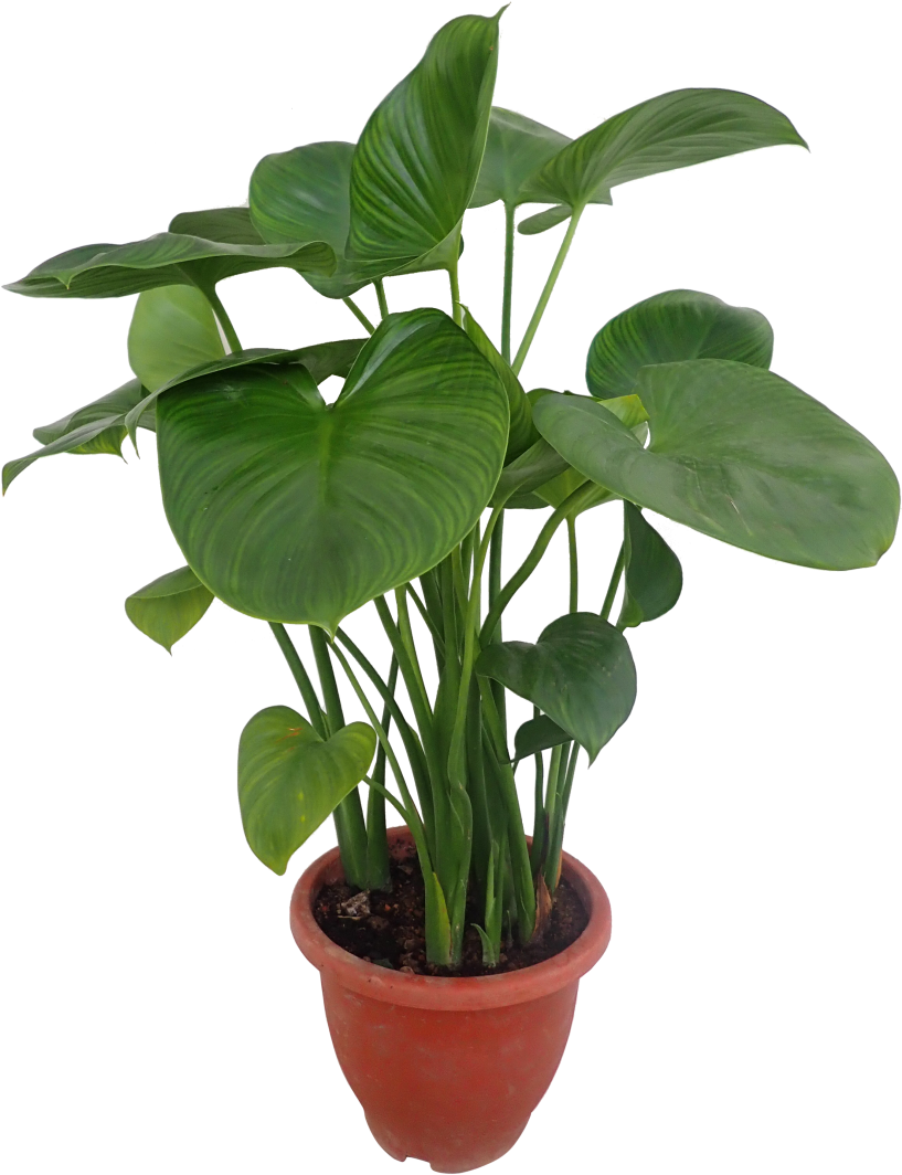 Flowerpot (910x1155), Png Download