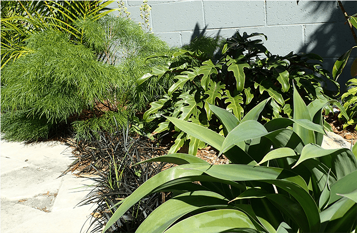 Created With Tiered Plantings Of Tall Bamboo, Planting - Yard (1159x464), Png Download
