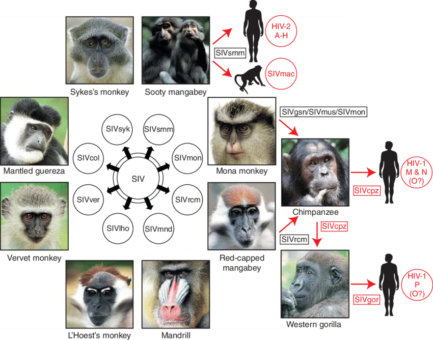 Old World Monkeys Are Naturally Infected With More - Origins Of Human Aids Viruses (850x668), Png Download