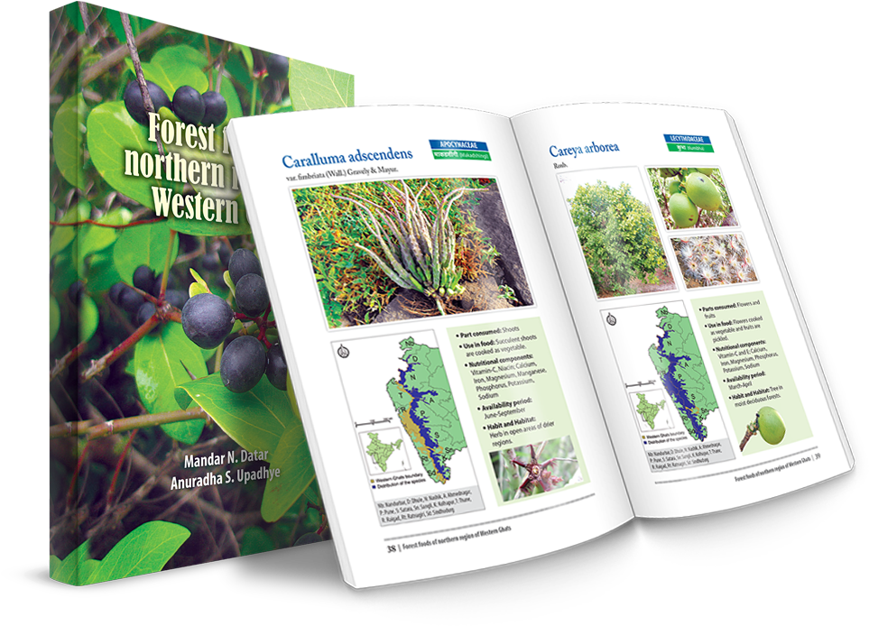 Forest Foods Of Northern Region Of Western Ghats - Sabal Minor (1200x800), Png Download