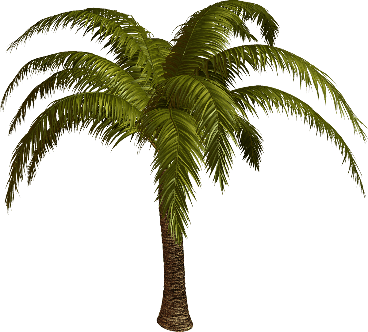 Palm Tree Top View - Palmeras En Formato Png (1200x1081), Png Download