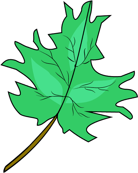Download Drawn Maple Leaf Real Leaf - Drawing PNG Image with No Background  