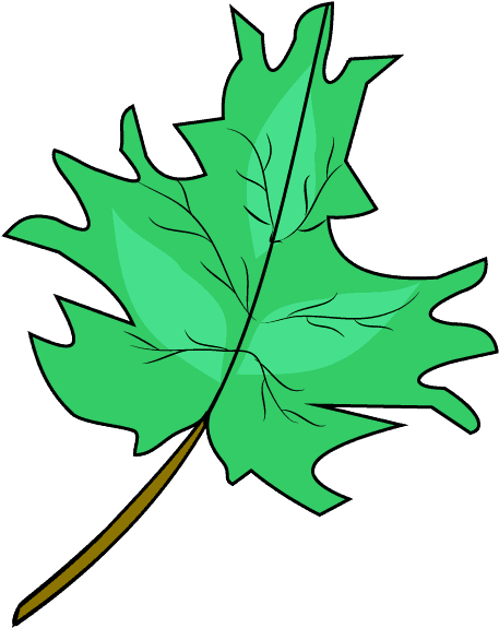 Drawn Maple Leaf Real Leaf - Drawing (678x600), Png Download