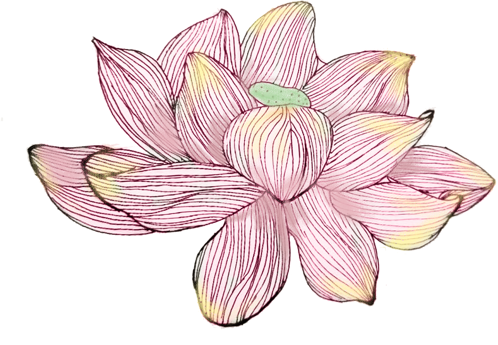 Hand Painted Writing Poetry Watercolor Lotus Png And - Sacred Lotus (2000x2000), Png Download