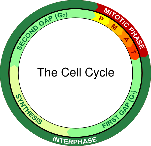 Prophase Of Mitosis (600x578), Png Download