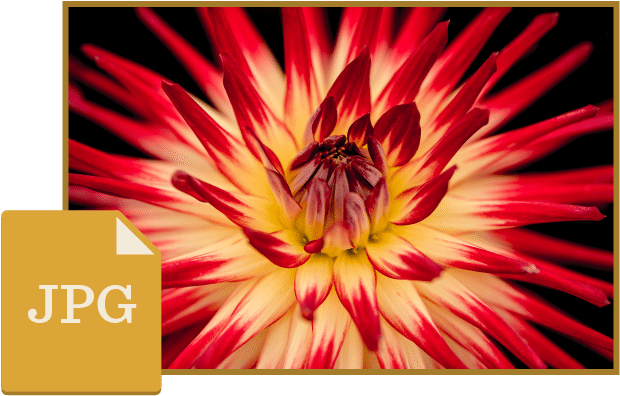 Jpg File - Flowers Hd Close Up (800x540), Png Download