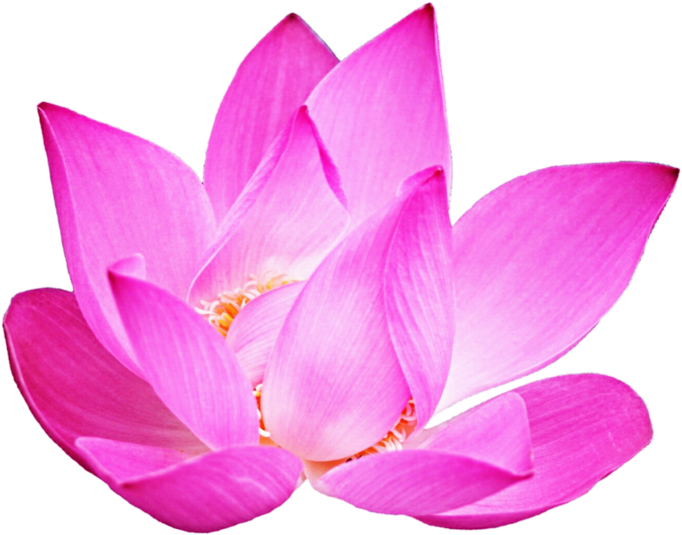 Lotus Clipart Pink Lotus - Sacred Lotus (1016x787), Png Download