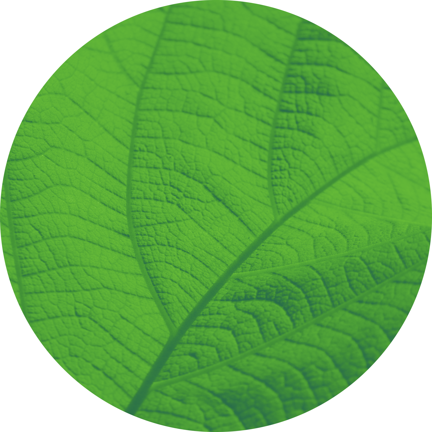 A Formidable Challenge - Northern Catalpa (1700x1700), Png Download