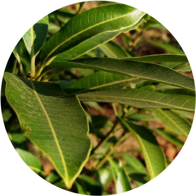 Rich In Vitamins - Wall Clock (1000x1000), Png Download