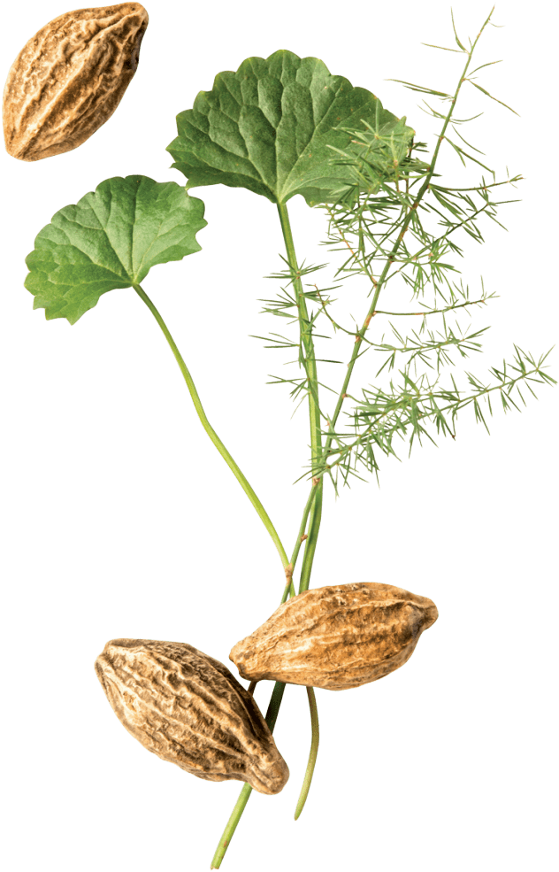 Herbal Point - Flower (676x1024), Png Download