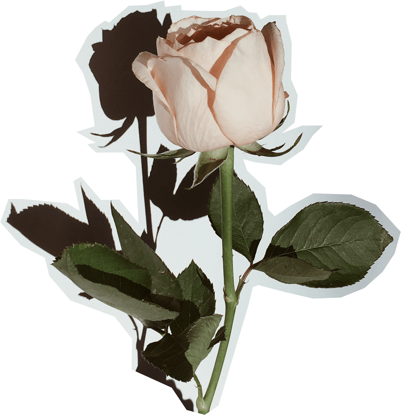 This Calls For A Selfie - Garden Roses (1640x1729), Png Download