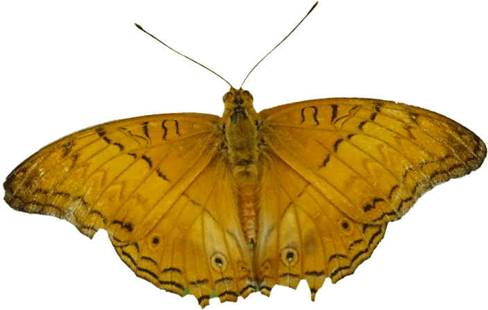 Common Cruiser - Moth (703x447), Png Download