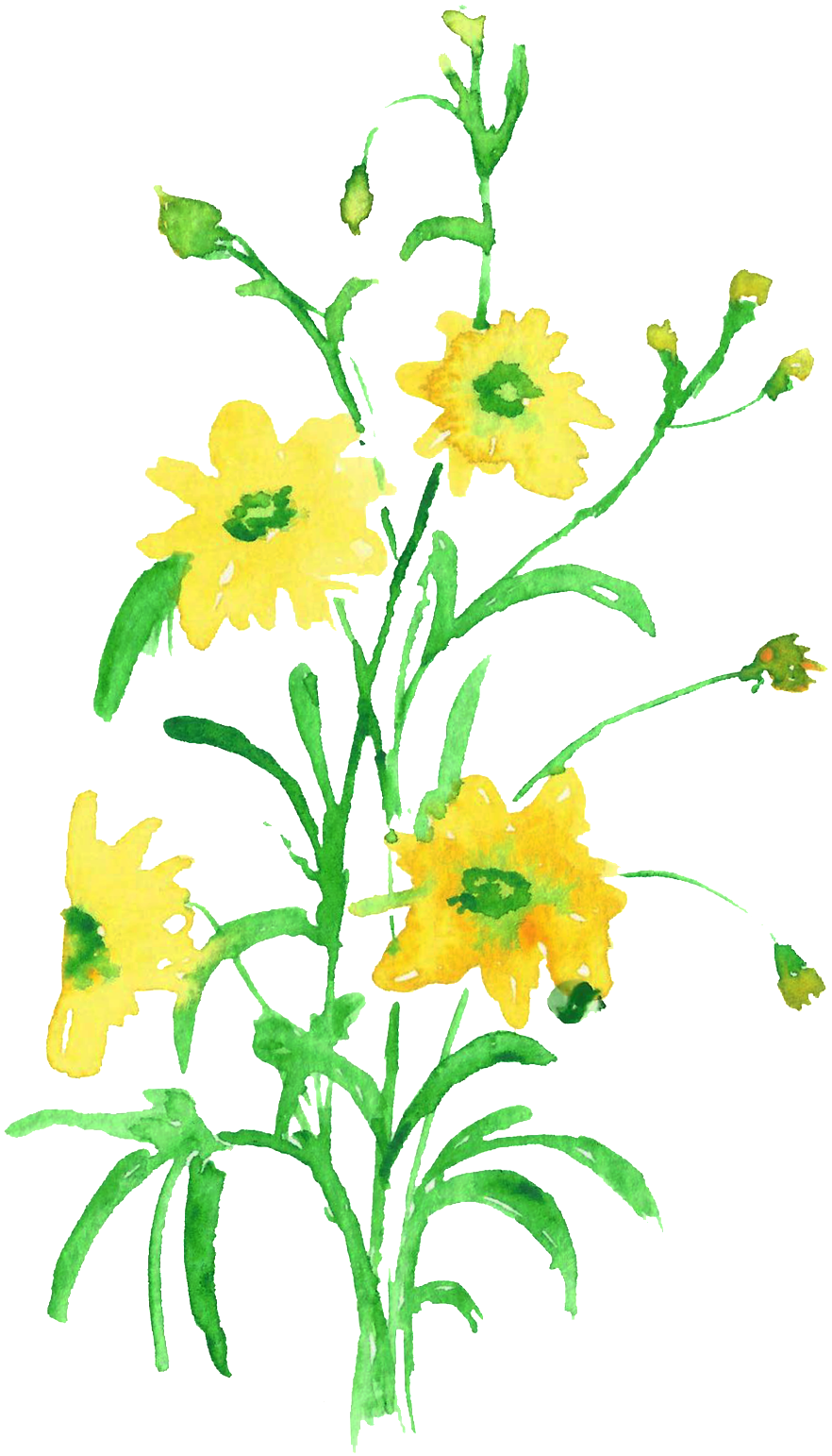 Water Yellow Flower Branch Transparent Decorative - Artificial Flower (1024x1656), Png Download
