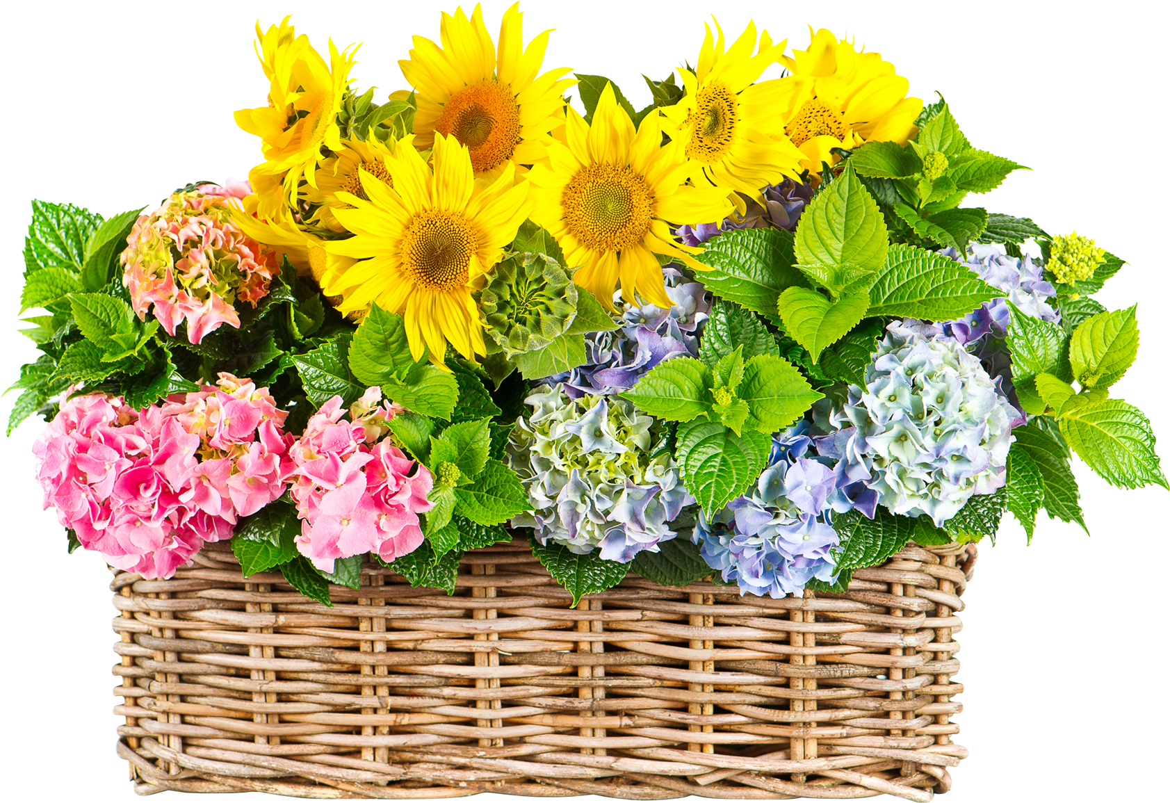 Sunflower In Basket - Flower On Basket Png (1683x1155), Png Download
