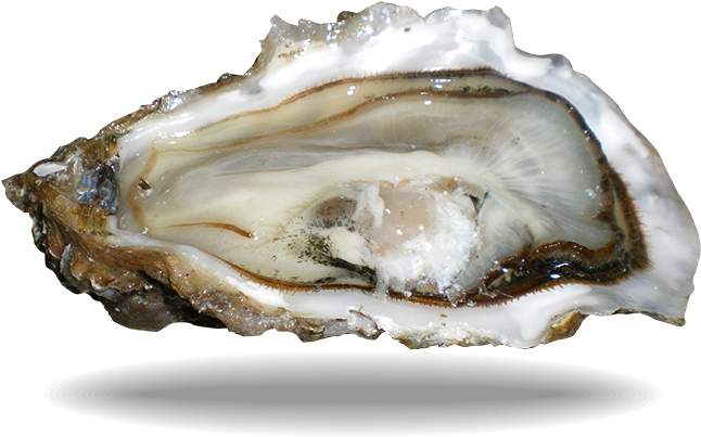 Oyster Fine De Claire - Shell (750x487), Png Download