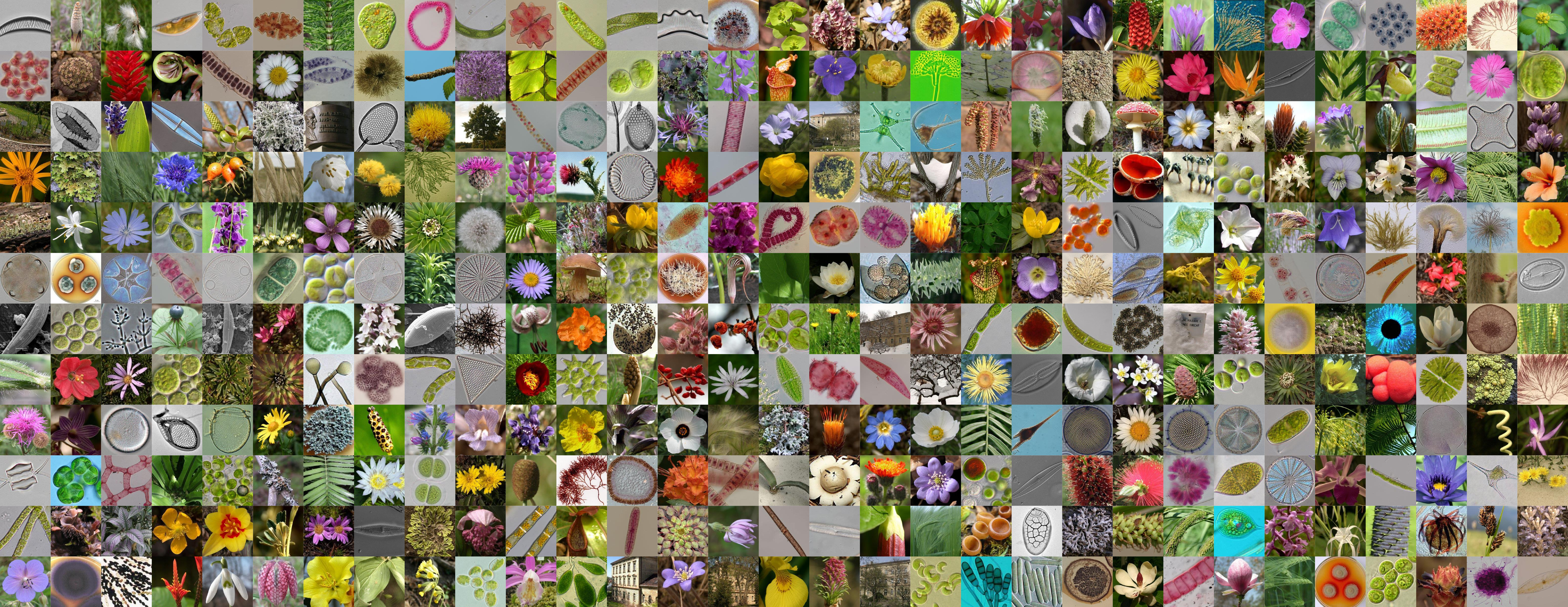 Mosaic Png (6200x2400), Png Download