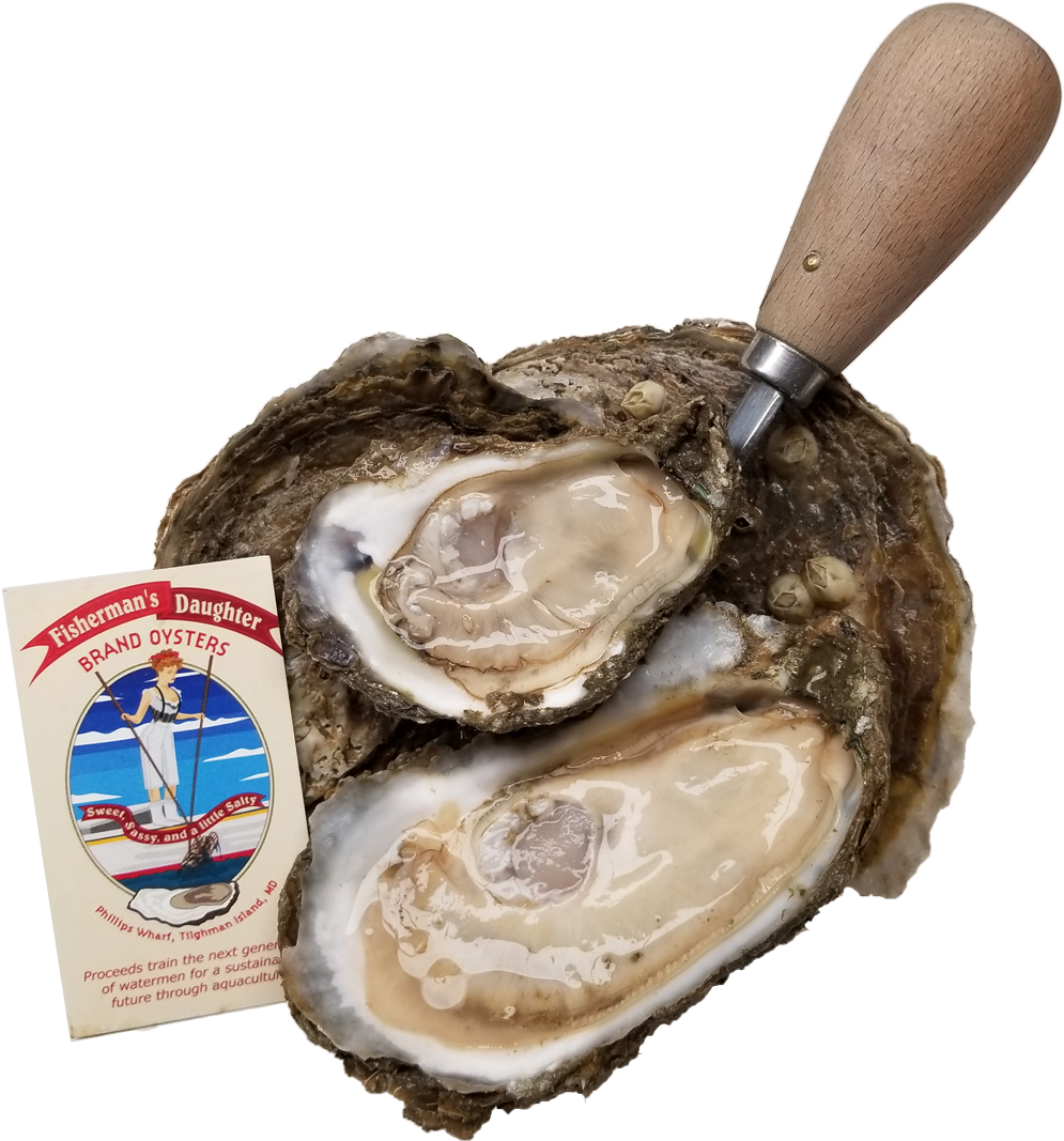 Fishermans Daughter Brand Oysters - Tiostrea Chilensis (1024x1101), Png Download