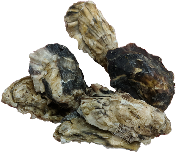 Capital Oysters - Igneous Rock (1000x750), Png Download