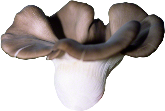 Pleurotus Pulmonarius Hd Png (700x700), Png Download