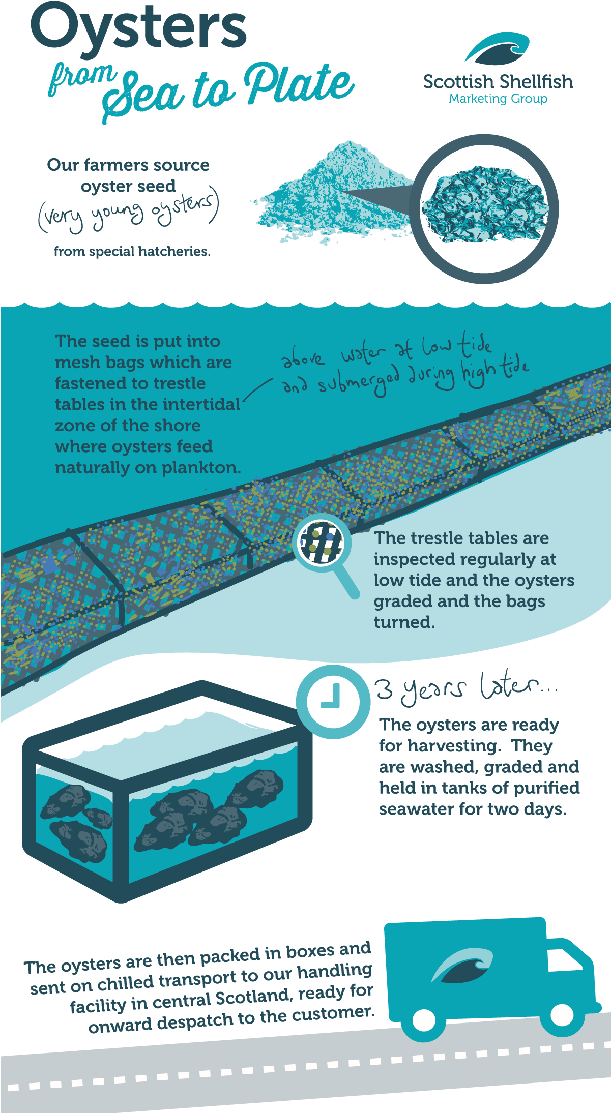 Scottish Shellfish - Brochure (1200x2250), Png Download
