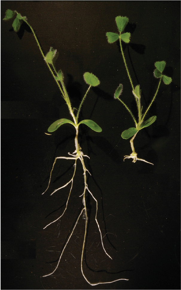 3 Over-expression Of Mirn304 Causes A Significant Reduction - Mock Orange (850x992), Png Download