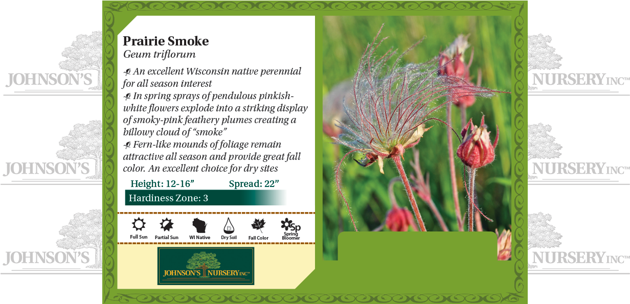 Prairie Smoke, Three-flowered Avens, Old Man's Whiskers - Prairie Smoke (1250x594), Png Download