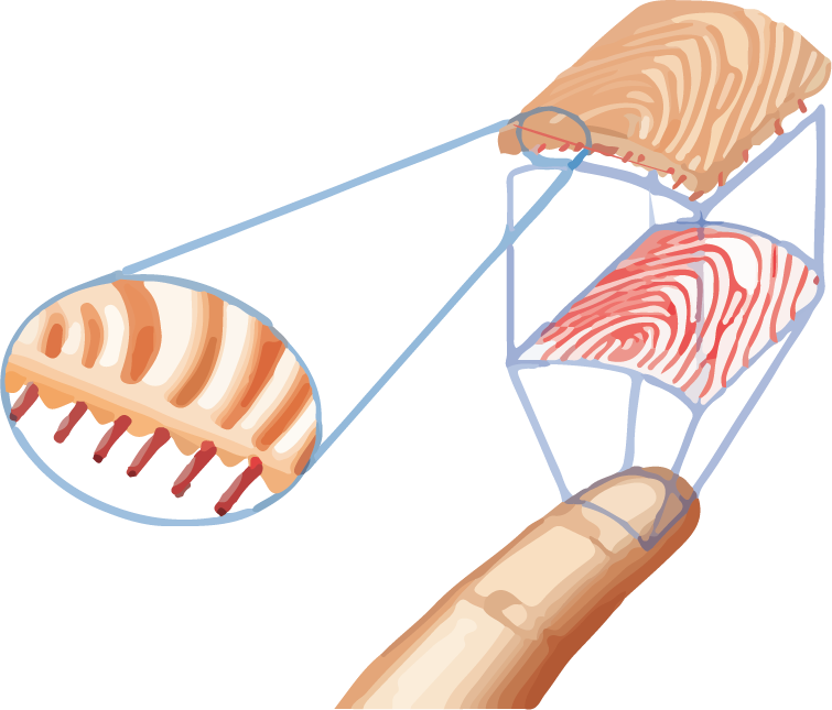 Jpg Freeuse Download Easyclocking Xenio Industrial - Biometric Fingerprint Clip Art (755x645), Png Download