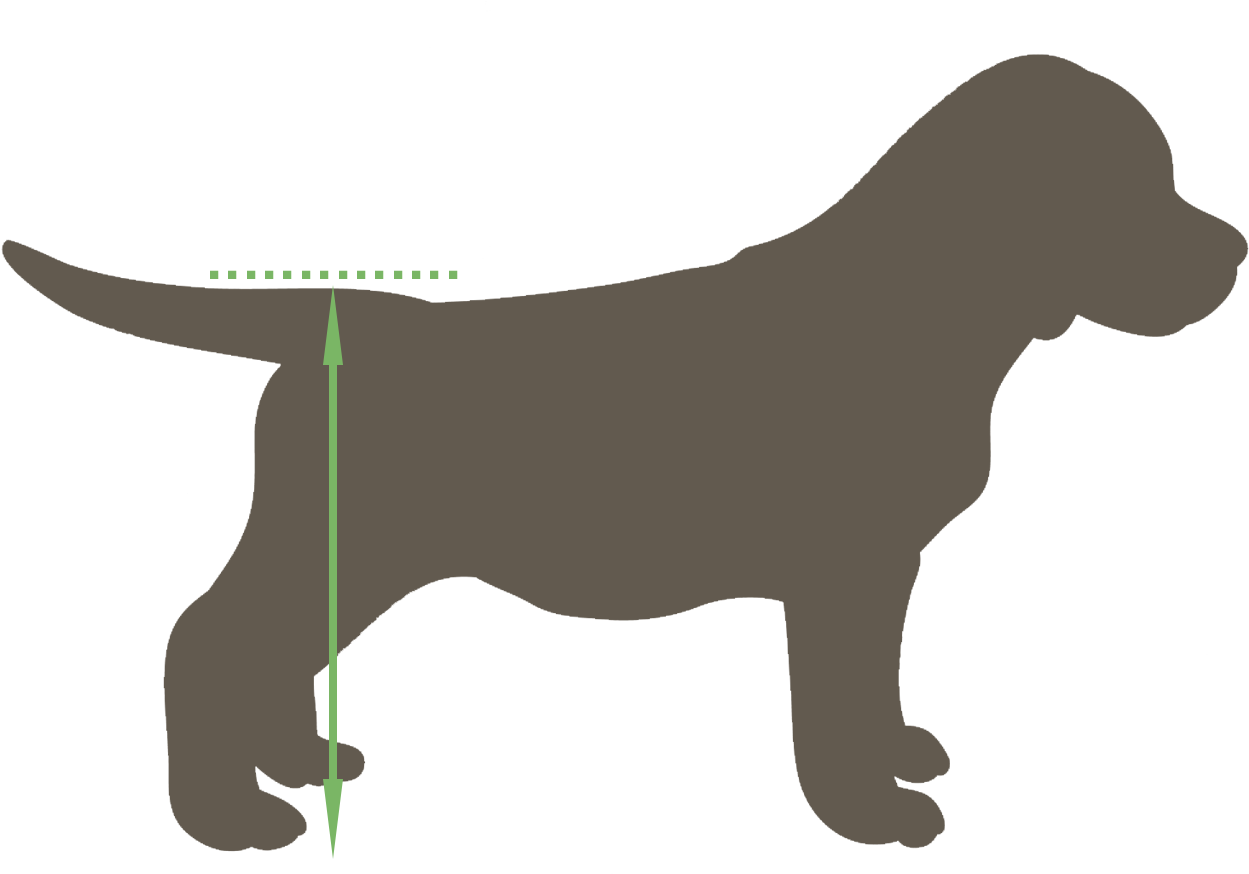 Depending On Your Pet's Current Capabilities And Its - Puppy Vector (1500x1127), Png Download