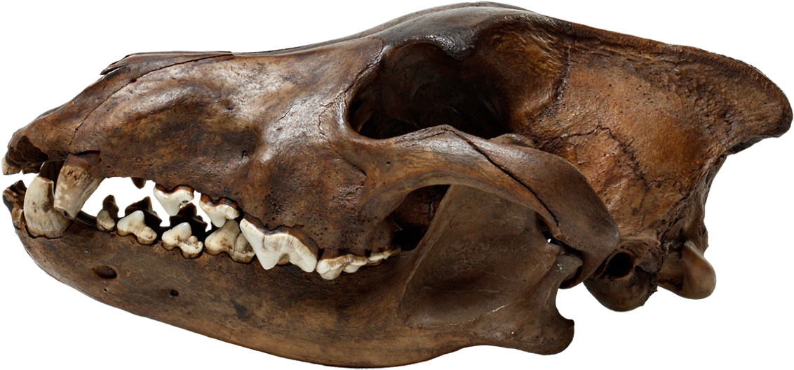 La Brea Tar Pits Wolf Skull Png Transparent Merlinhoot - Skull (1280x854), Png Download