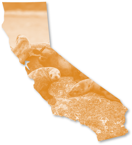 Outline Of The State Of California Framing A Photo - Poster (560x600), Png Download