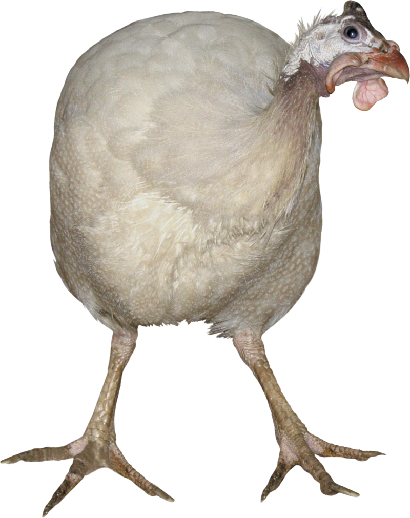 Turkey Bird Png, Download Png Image With Transparent - Turkey (800x1011), Png Download