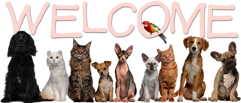 Who We Are - Veterinarian Pets (1001x490), Png Download