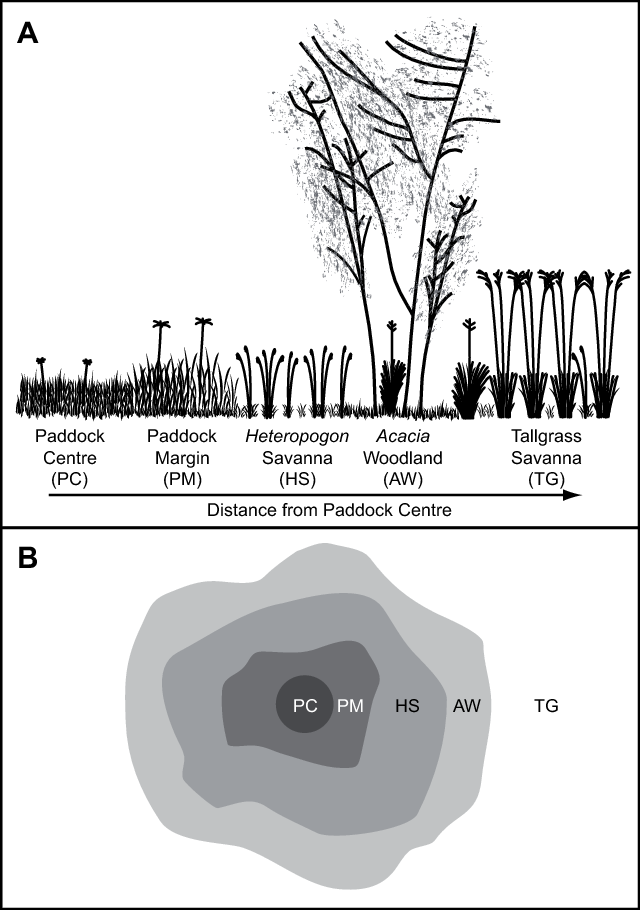 Schematic Cross-section And Top View (b) Of The Vegetation - Diagram (640x910), Png Download