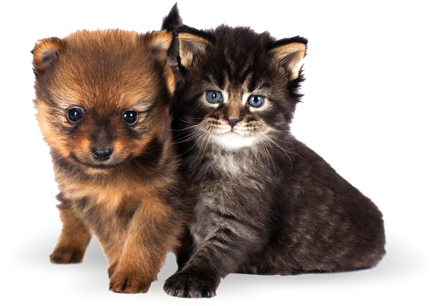 Cute Cats And Dogs - Katzen Und Hunde Welpen (799x503), Png Download