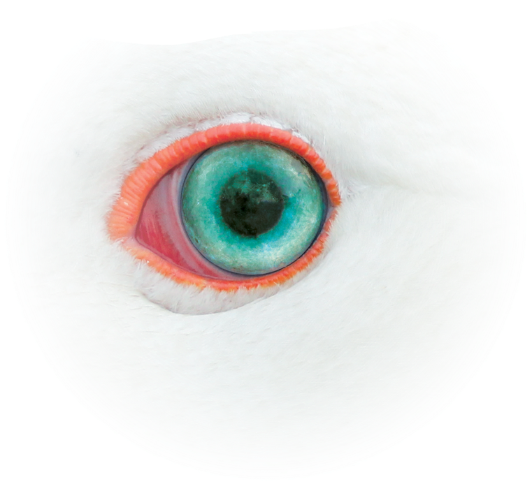 Moon Goose - “ - Sketch (1000x1040), Png Download