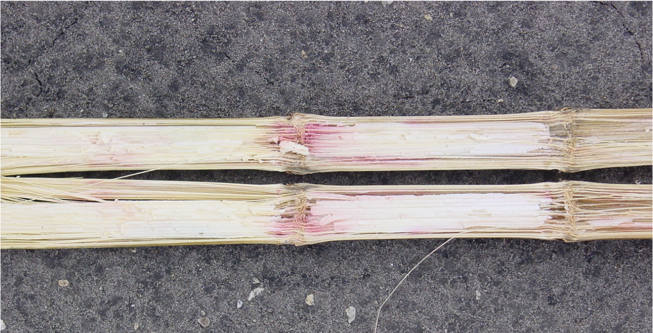 Gabberella Stalk Rot (1295x972), Png Download