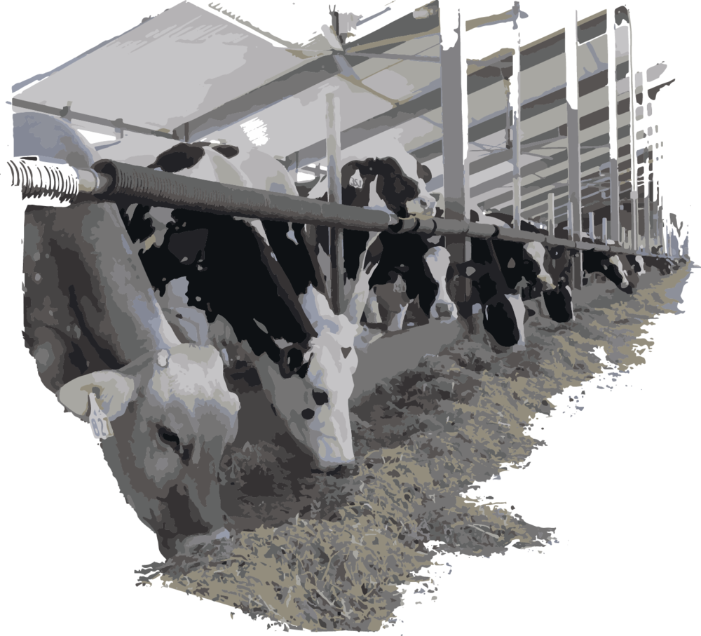 Cows Eating Leafy Corn Silage - Dairy Cow (1000x907), Png Download
