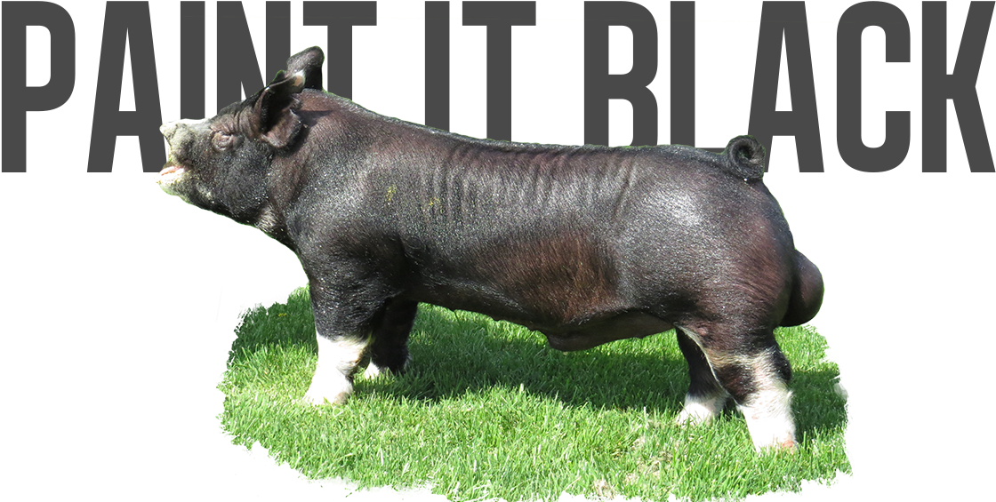 Shotgun X Willis - Domestic Pig (1131x576), Png Download