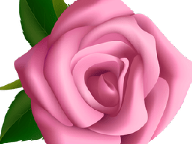 Pink Rose Clipart Vine - Clipart Rosa Flor (640x480), Png Download