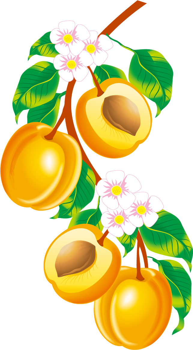 Apricot Clipart Peach Blossom - Apricot Drawing (1663x1304), Png Download