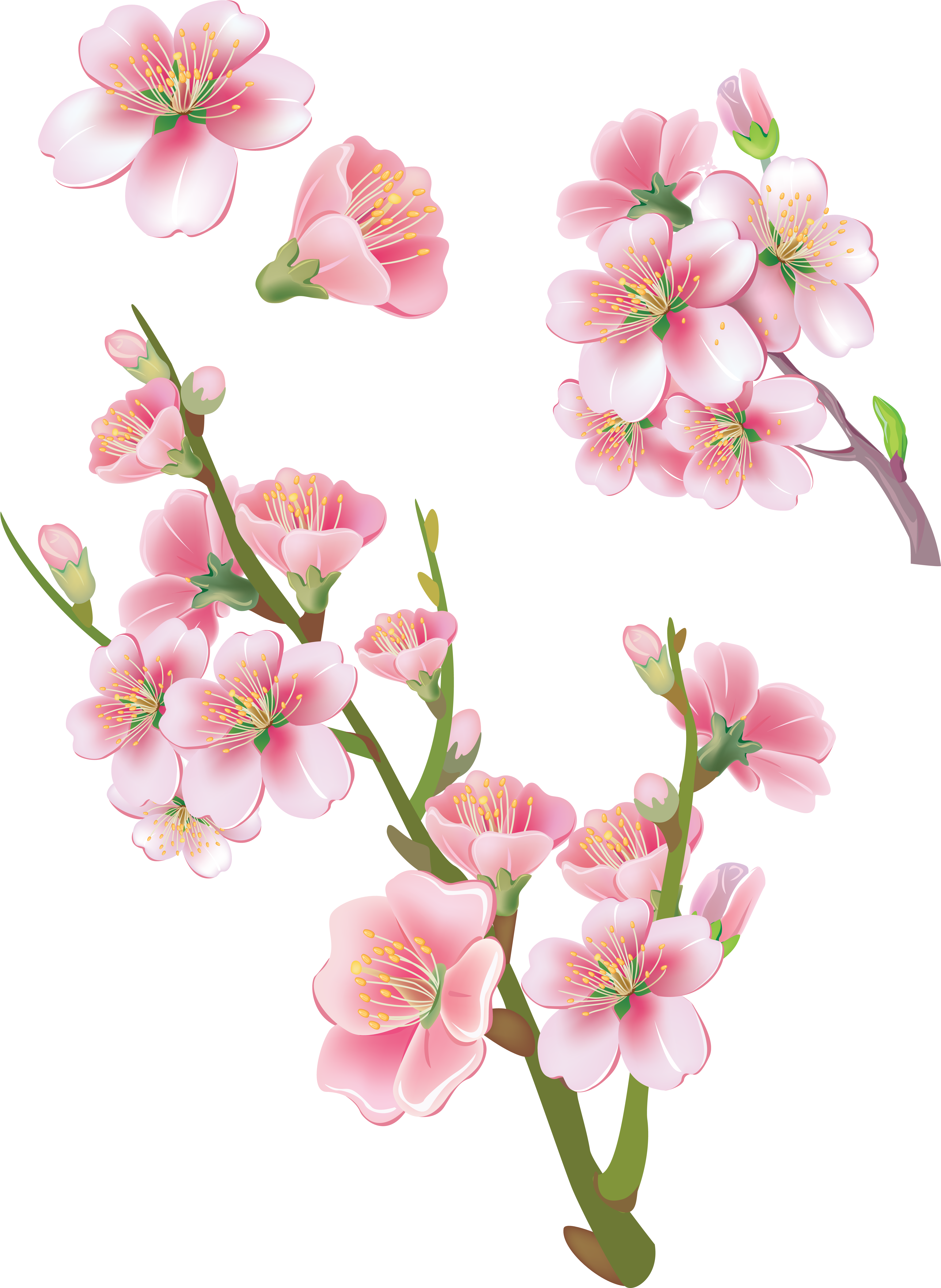 Sakura Png (4471x6126), Png Download