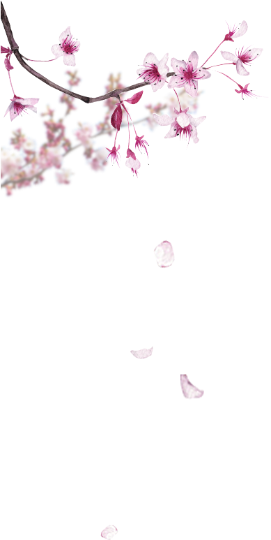 Parfum Pas Cher, Coffret Parfum, Parfumerie En Ligne - Cherry Blossom Watercolor (388x806), Png Download