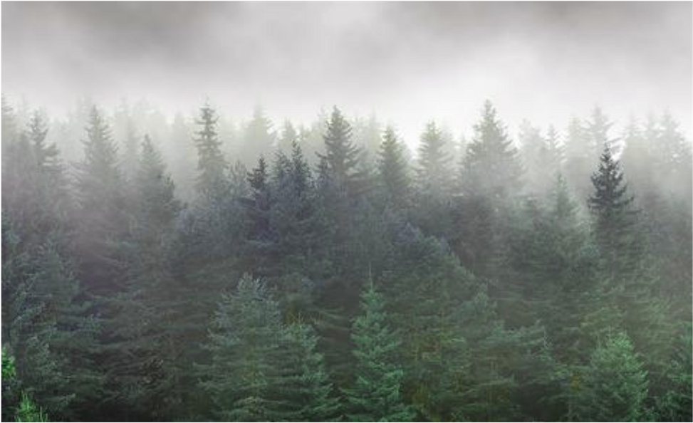Forest Trees Overlay Background - Spruce-fir Forest (1024x1024), Png Download