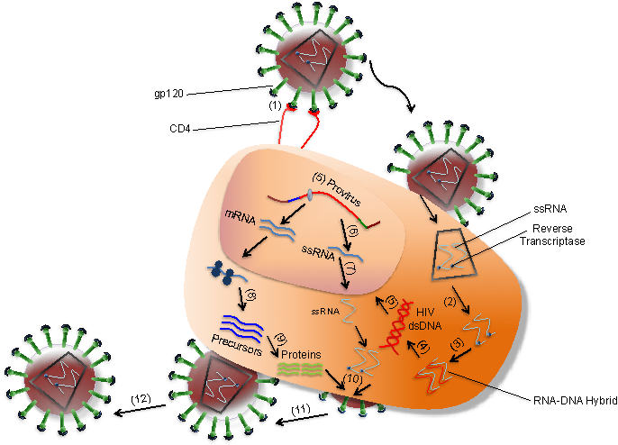 Interaction Between Hiv And Coreceptors Of A T Cell - Hiv Human Immunodeficiency Virus 2 (695x495), Png Download